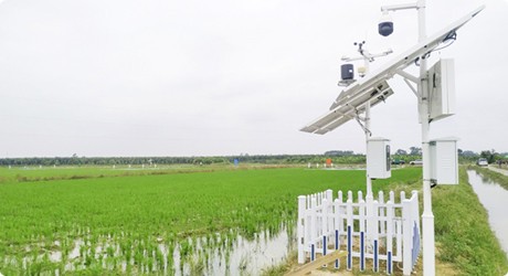 增城石灘高門村廣東省農(nóng)科院水稻試驗(yàn)基地