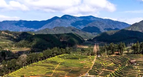 福建永生茶業(yè)燕子窠生態(tài)茶園