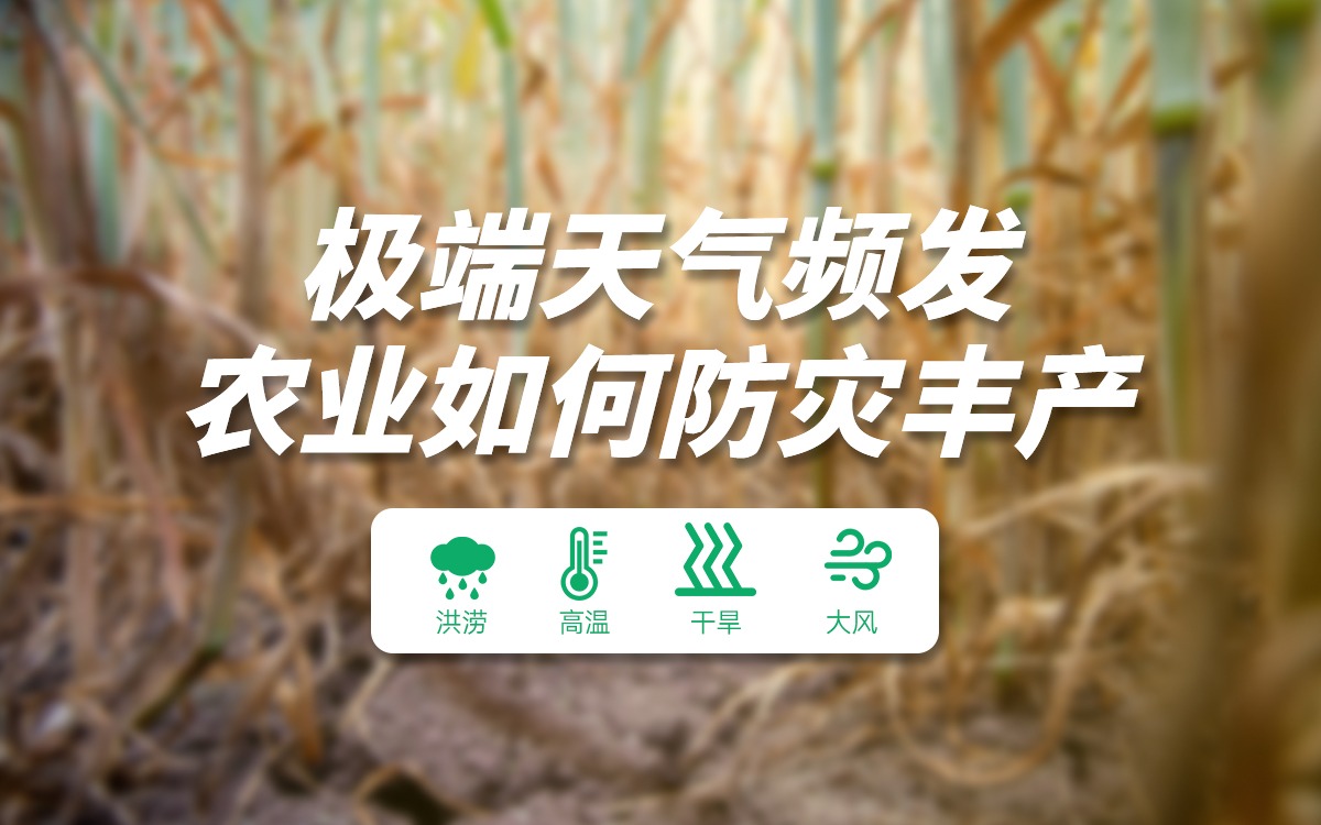極端天氣下的農業攻堅戰，筑牢農業防災豐產防線